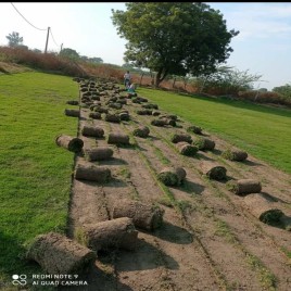 Green Natural Mexican Grass Carpet, 6 Feet