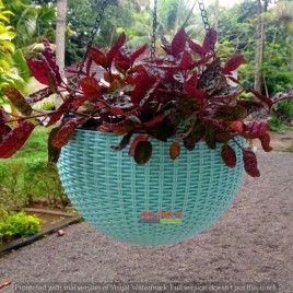 Green Plastic Rattan Hanging Pot, For Home