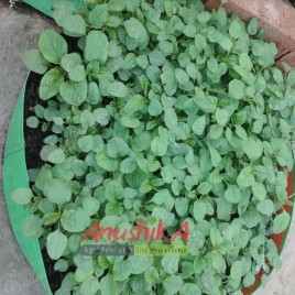 Green/Orange Curry Leaf HDPE Grow Bags, For Terrace Gardening