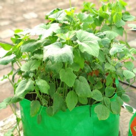 Green/Orange Round AnushikA Agri HDPE Grow Bags, Size: 24x9