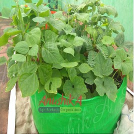 Green/Orange Round Spinach Grow Bags