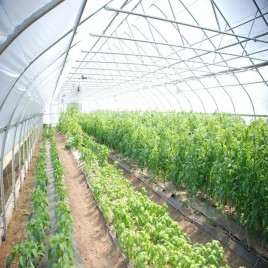 Modular Square GREEN HOUSES, For Agriculture