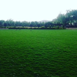 Neel giri grass