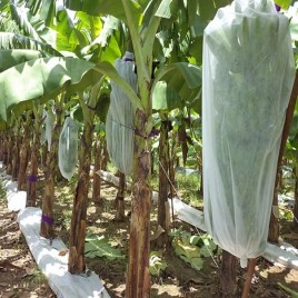 Non Woven White Banana Bunch Cover, 200 Meter