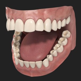 Plastic & Fibre Human Teeth