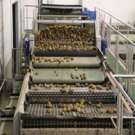 Potato Sorting Machine, Capacity: 5 Ton