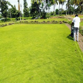Selection No 1 Carpet Grass