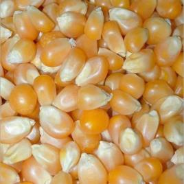 Semi Automatic Powder Coated Makka Bharda Machine, Single Phase