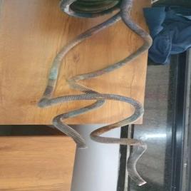 Square Helical Copper Coil, Thickness: 2mm, Size/Diameter: 4 inch