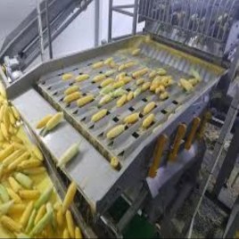 Sweet Corn Processing Line