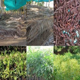Vermicompost Manpulu Uram, For Agriculture, Powder