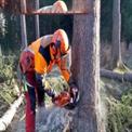 Ralli 58-cc Petrol Chainsaw Machine with 22 inch Guide Bar  Ideal for Cutting Tree, Firewood  CS-58