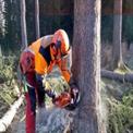 68 cc 22inch Petrol Chainsaw, 20 Inch