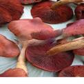 Mushroom Cold Storage Room