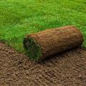 Natural grass in Gwalior, For Garden, 3 Feet