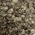 Natural Black ADILAID Premium Sunflower Seed (Imported) (1.5Kg), For Farming, Packaging Type: Packet