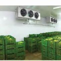 Automatic 10 Ton Banana Ripening Chamber
