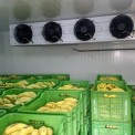 Automatic Banana Ripening Chamber, For Ok, Capacity: 01