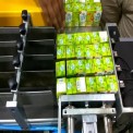 Automation Sorting Conveyor