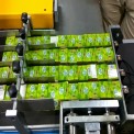 Automation Sorting Conveyor