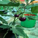 Brinjal Terrace Gardening Grow Bag