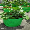 Brinjal Terrace Gardening Grow Bag