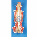 Fiberglass HUMAN SPINALCORD