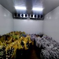 FLOWER COLD STORAGE