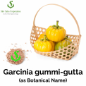 Garcinia Cambogia Extract, Packaging Type: Container, Pack Size: 5 Kg