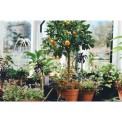 Garden Development Services, Mumbai,Maharashtra, Coverage Area: 1000 to 3000 Square Feet