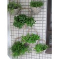 Garden Development Services, Mumbai,Maharashtra, Coverage Area: 1000 to 3000 Square Feet