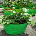 Green Orange Round Coco Peat Grow Bag, Size: 18x12