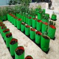 Green/orange Round Grow Bag 15x18, For Growing Plants