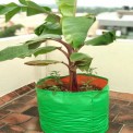 Green/Orange Round HDPE Grow Bag 24x24 (GSM200), For Terrace Gardening