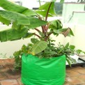 Green/Orange Round HDPE Grow Bag 24x24 (GSM200), For Terrace Gardening
