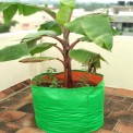 Green/Orange Round HDPE Grow Bag 24x24 (GSM200), For Terrace Gardening
