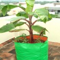 Green/Orange Round HDPE Grow Bag 24x24 (GSM200), For Terrace Gardening