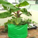 Green/Orange Round HDPE Grow Bag 24x24 (GSM200), For Terrace Gardening