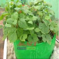 Green/Orange Round Spinach Grow Bags