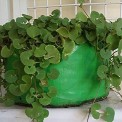Green/Orange Round Spinach Grow Bags