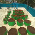 Hdpe Green/orange Radish Plant Grow Bags 24x12, For Agriculture
