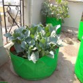 Hdpe Green/orange Radish Plant Grow Bags 24x12, For Agriculture