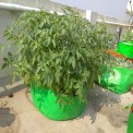 Hdpe Green/orange Radish Plant Grow Bags 24x12, For Agriculture