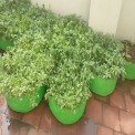 Hdpe Green/orange Radish Plant Grow Bags 24x12, For Agriculture