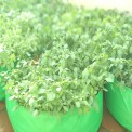 Hdpe Green/orange Radish Plant Grow Bags 24x12, For Agriculture