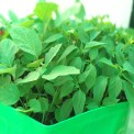 Hdpe Green/orange Radish Plant Grow Bags 24x12, For Agriculture