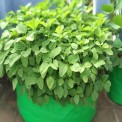 HDPE Spinach Grow Bags 15X9, Tamil Nadu, Early Green