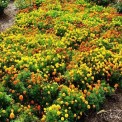 Landscape Development Service