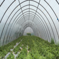 Modular Square Poly Green House, For Agriculture