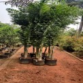 Natural Hyophorbe Lagenicaulis Foxtail Palm Tree Plant, For Garden